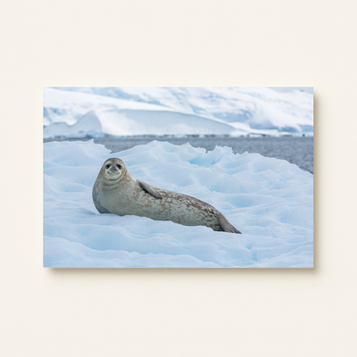 Weddellrobbe (Leinwandprint 60x90cm)