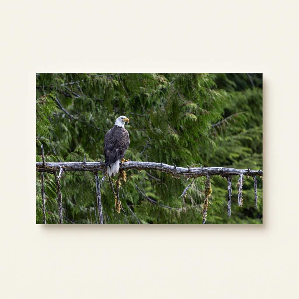 Weißkopfseeadler (Leinwandprint 60x90cm)