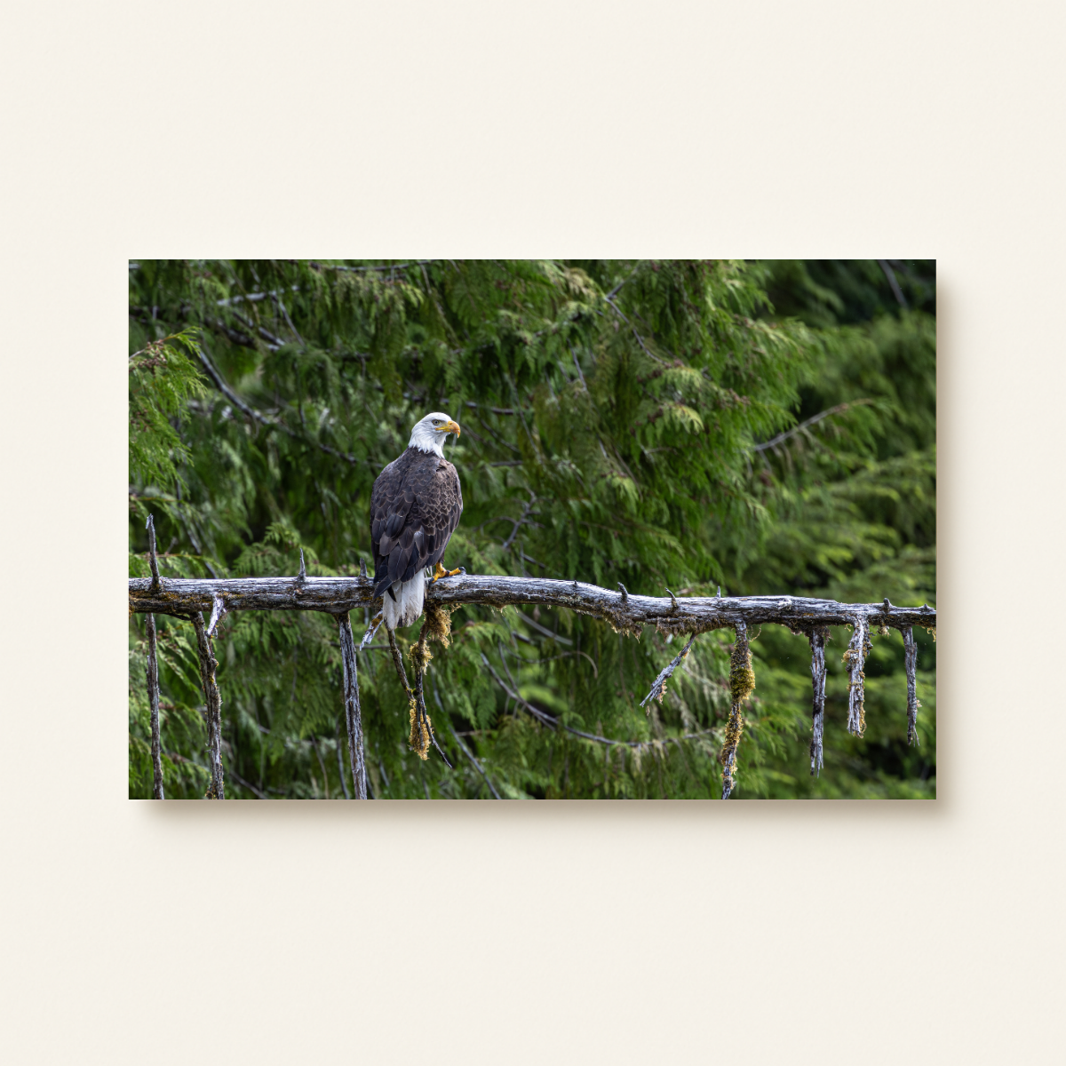 Weißkopfseeadler (Leinwandprint 60x90cm)