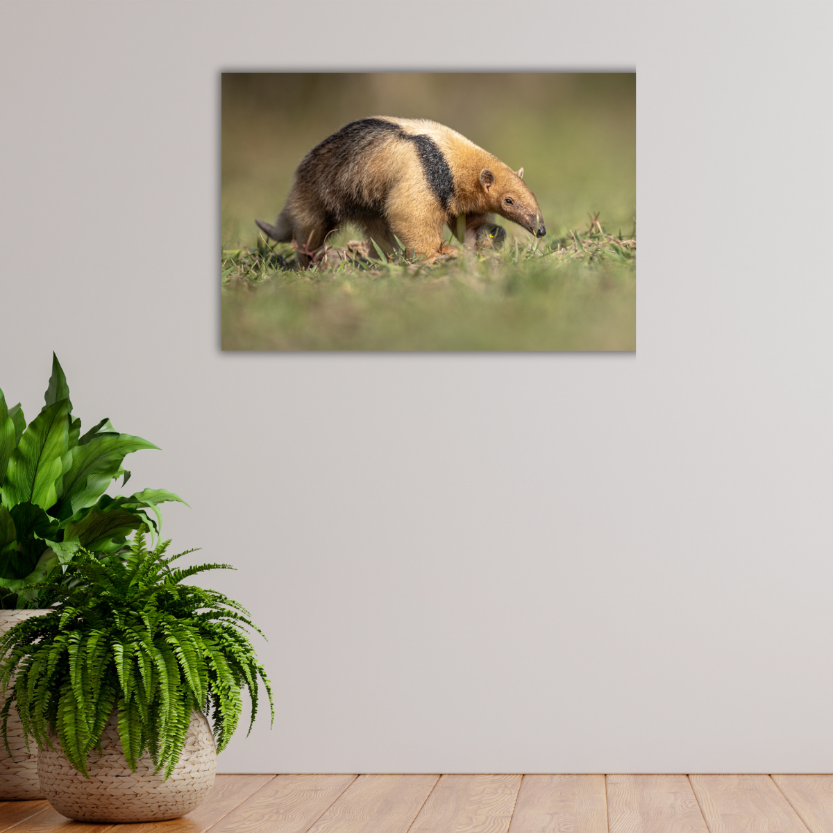Kleiner Ameisenbär (Leinwandprint 60x90cm)