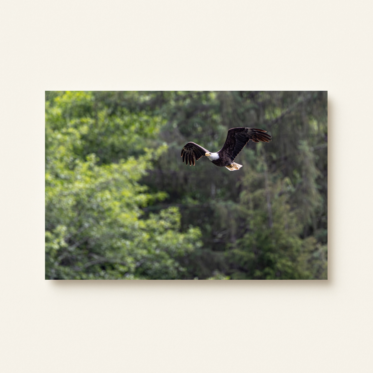 Weißkopfseeadler im Flug (Leinwandprint 60x90cm)