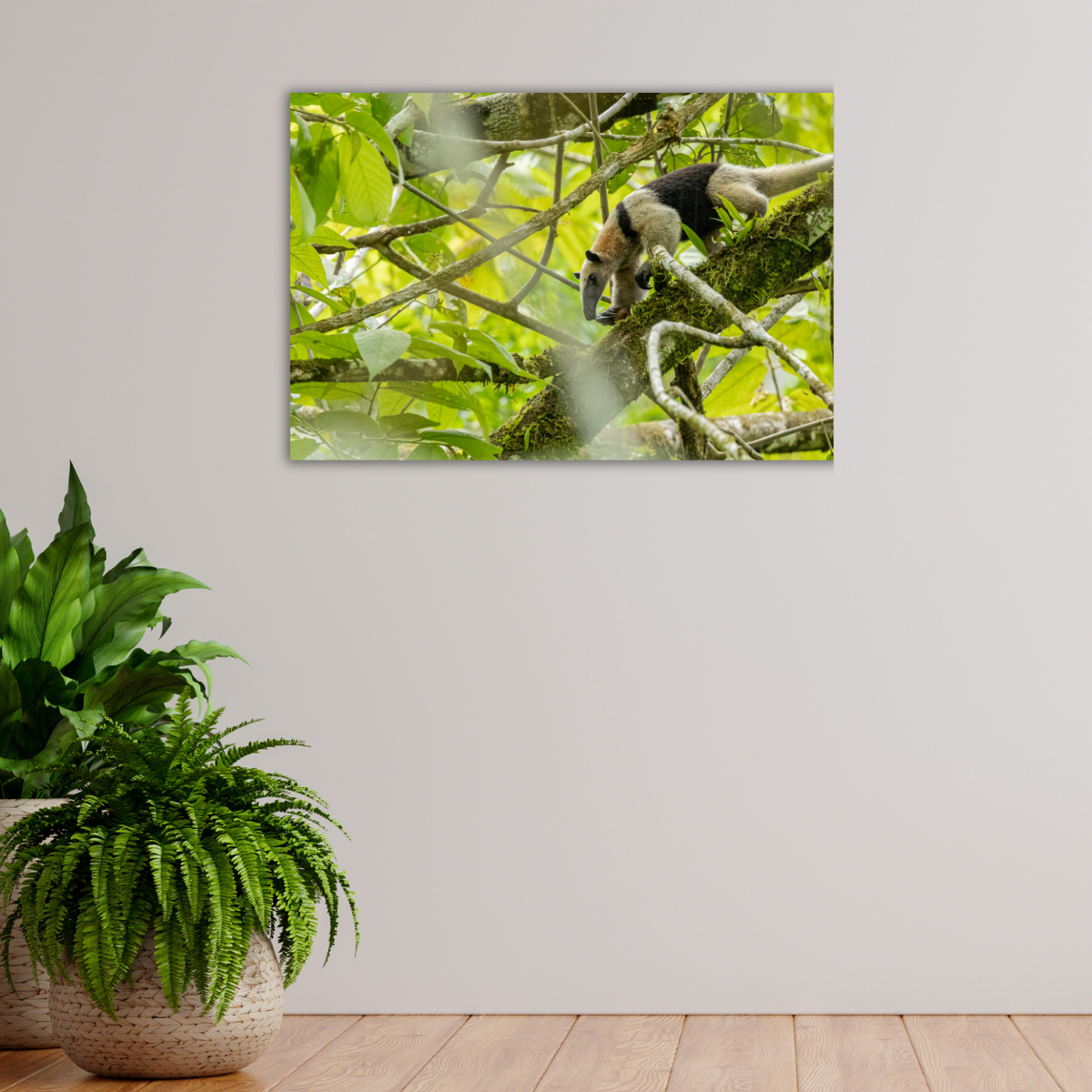 Kleiner Ameisenbär 2.0 (Leinwandprint 60x90cm)
