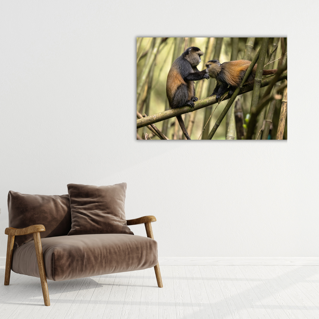 Goldmeerkatzen (Leinwandprint 60x90cm)