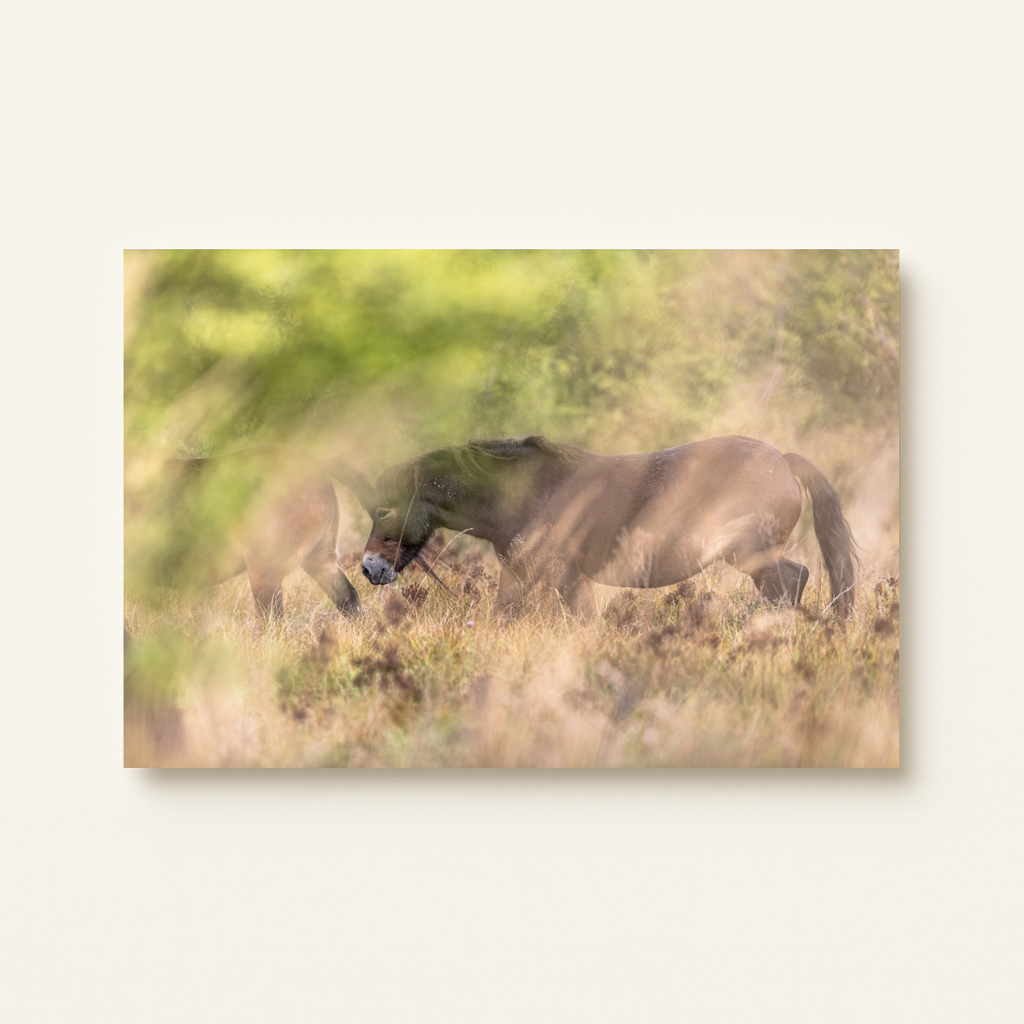 Wildpferd (Leinwandprint 60x90cm)