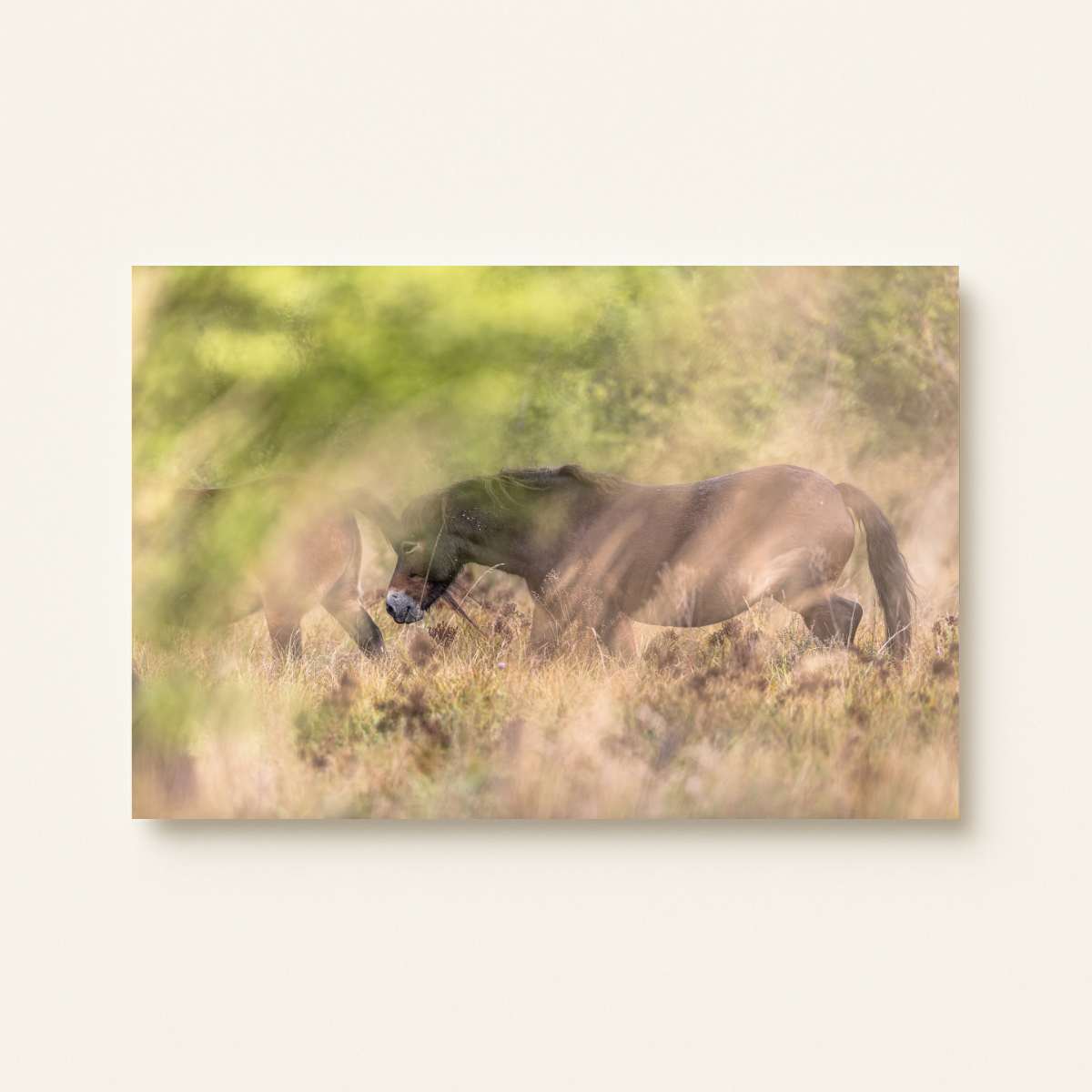 Wildpferd (Leinwandprint 60x90cm)