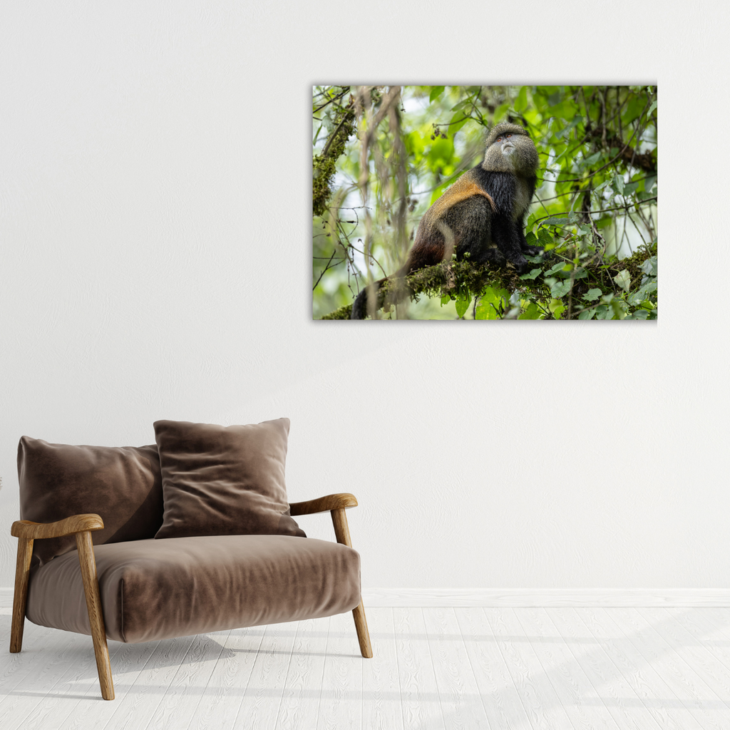 Goldmeerkatze (Leinwandprint 60x90cm)