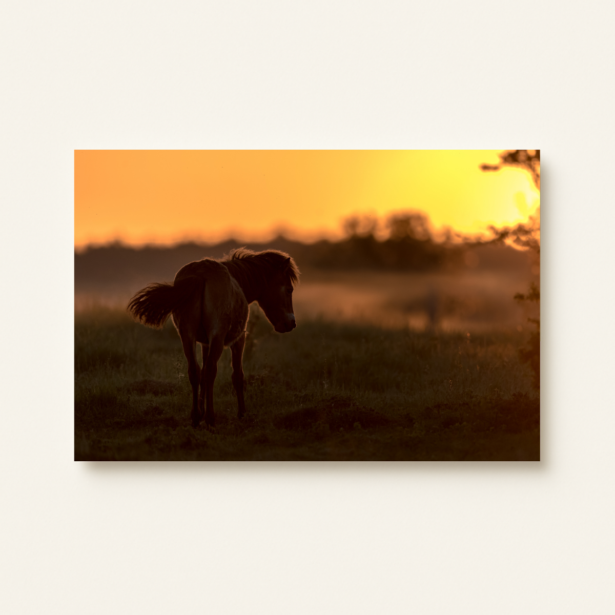 Wildpferd im Sonnenuntergang (Leinwandprint 60x90cm)