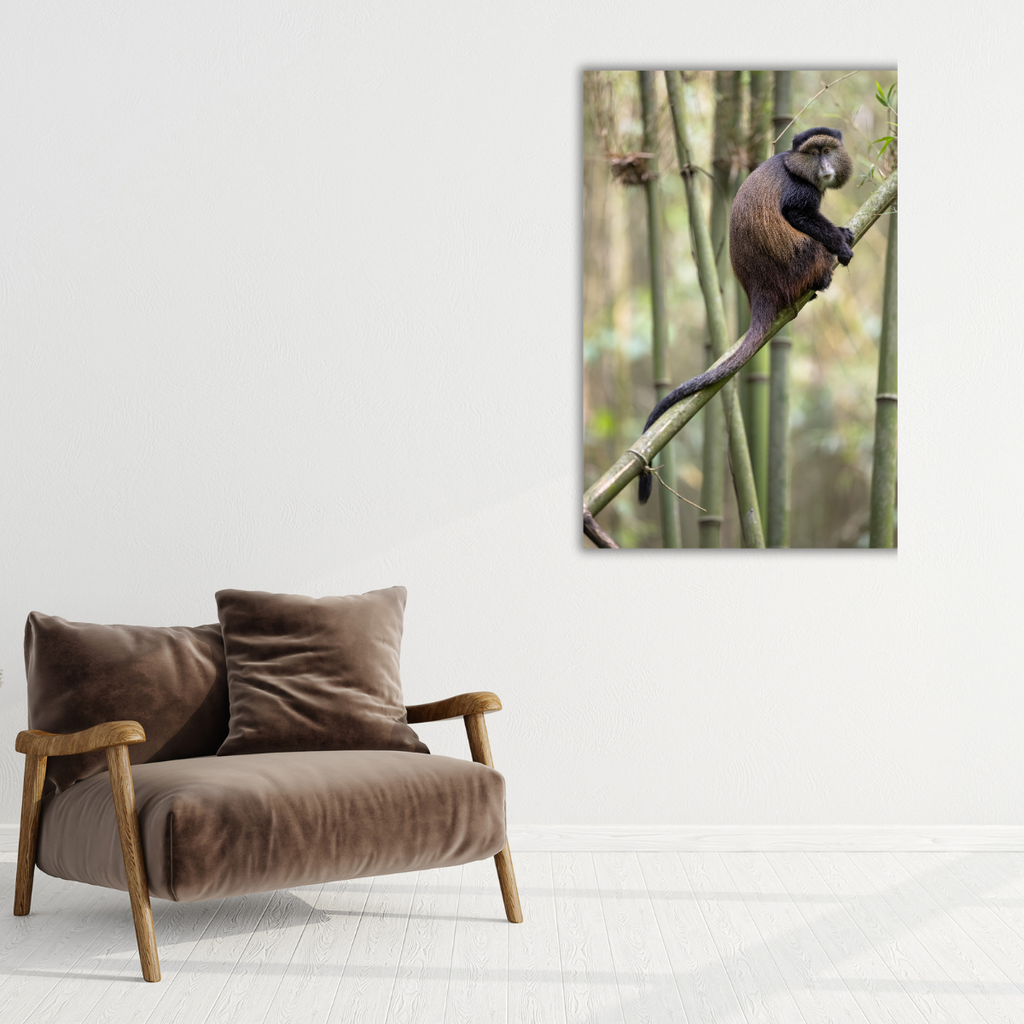Goldmeerkatze Hoch (Leinwandprint 90x60cm)