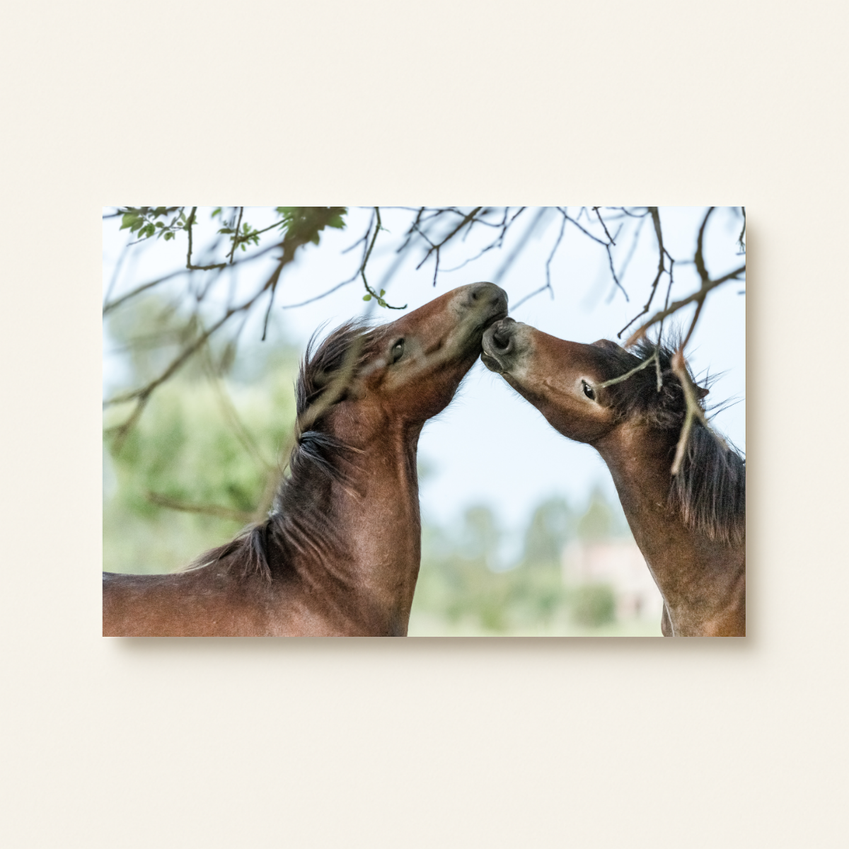 Wildpferdepaar (Leinwandprint 60x90cm)