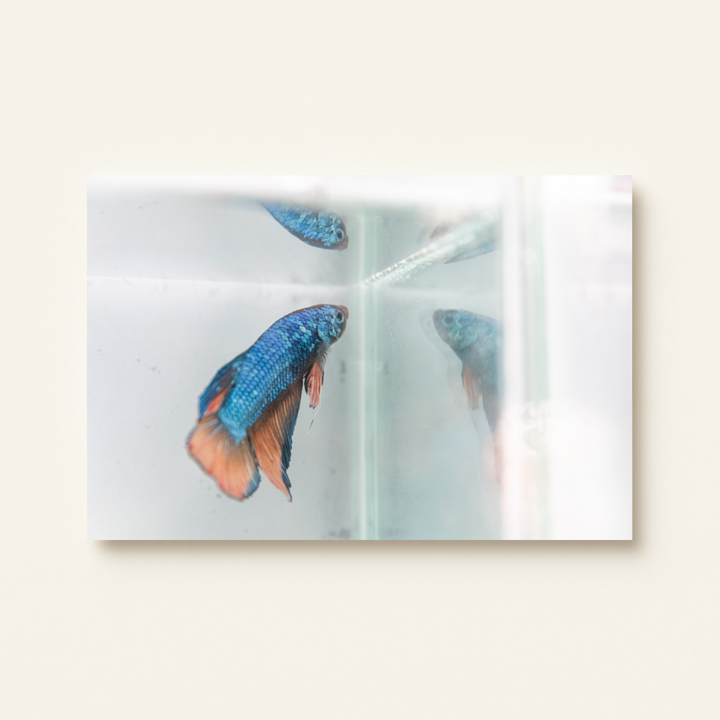 Wildtierhandel (Leinwandprint 60x90cm)