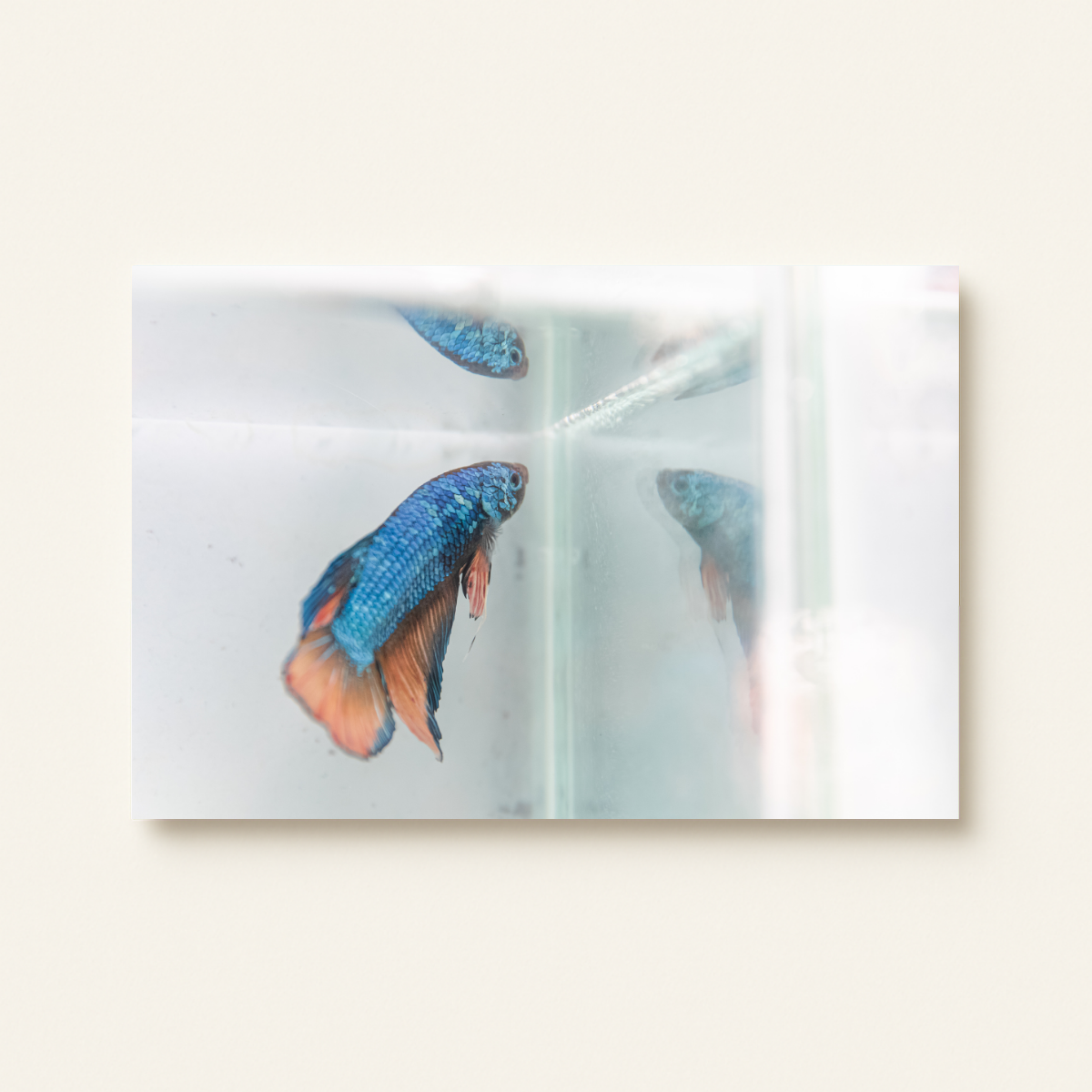 Wildtierhandel (Leinwandprint 60x90cm)