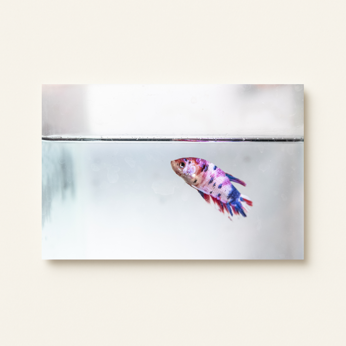 Wildtierhandel 2.0 (Leinwandprint 60x90cm)