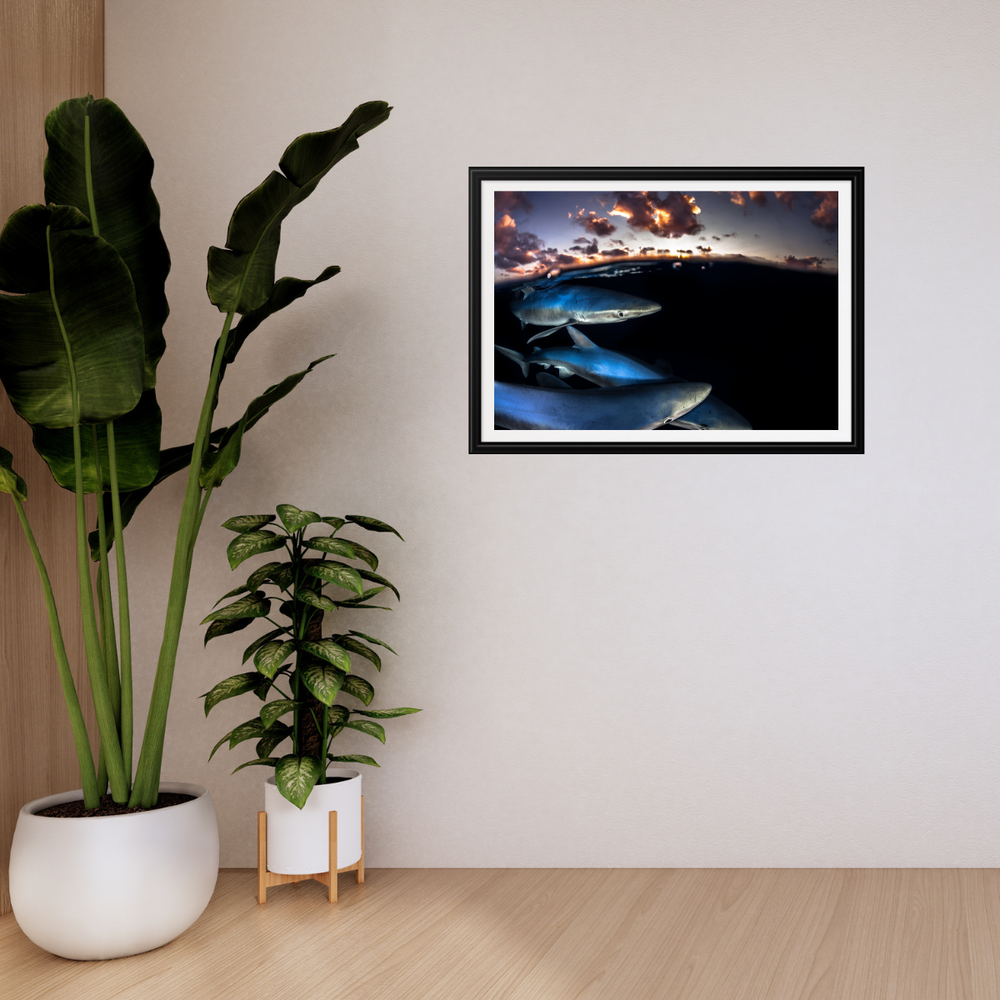 Blauhai 10.0 (Fine Art Print 30x45cm)