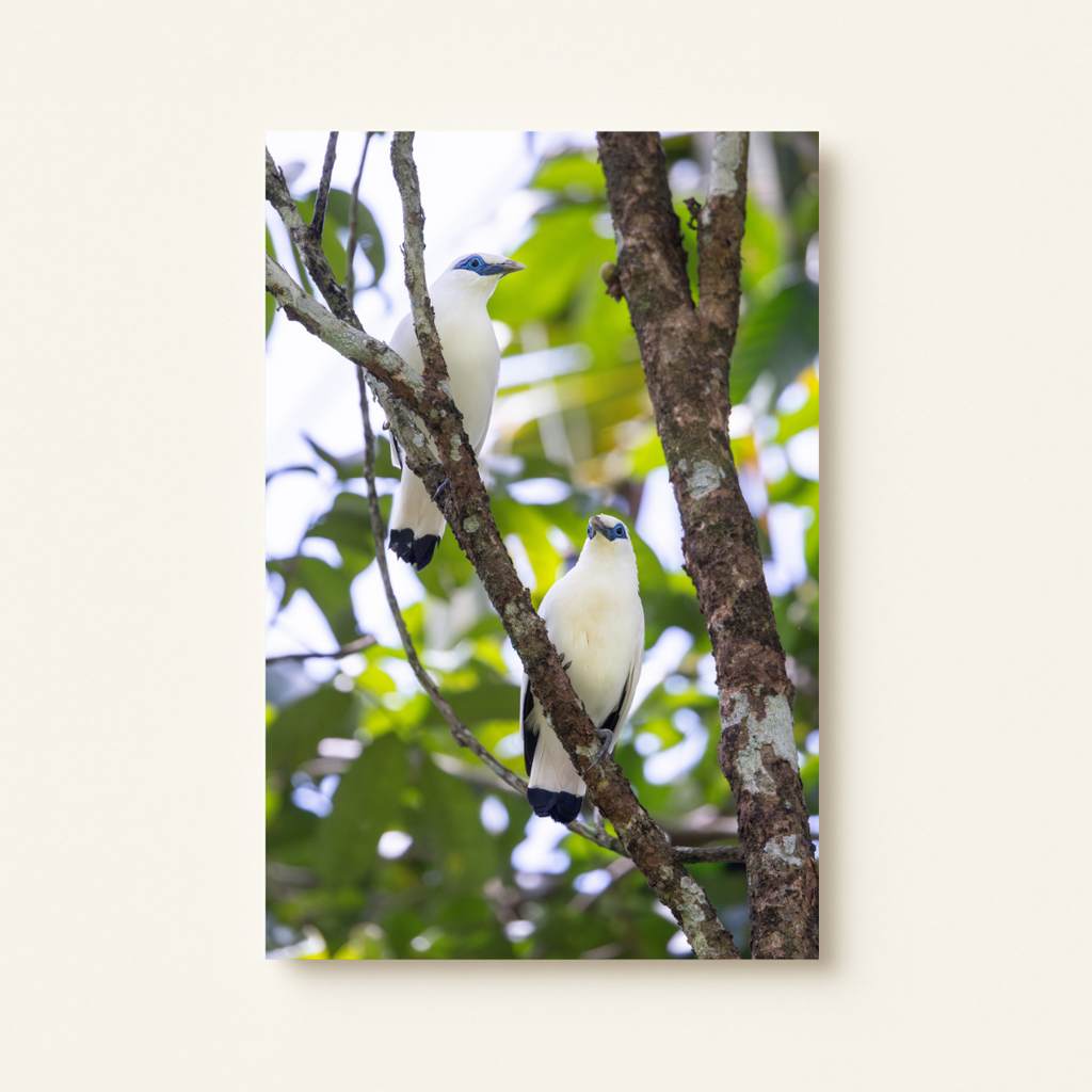 "Bali Starling Paar" (Leinwandprint 90x60cm)