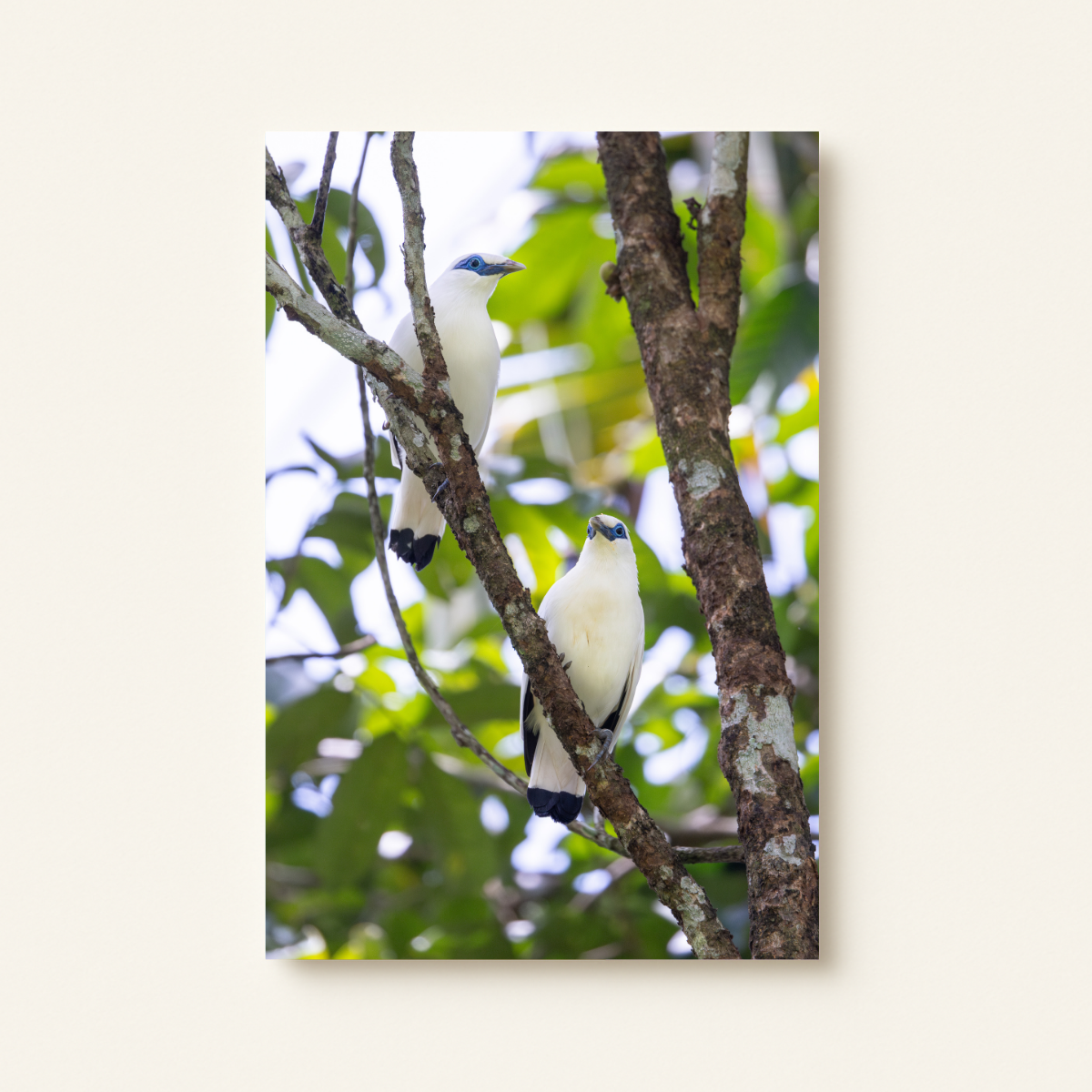 "Bali Starling Paar" (Leinwandprint 90x60cm)