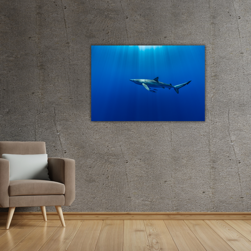 Blauhai 11.0 (Leinwandprint 60x90cm)