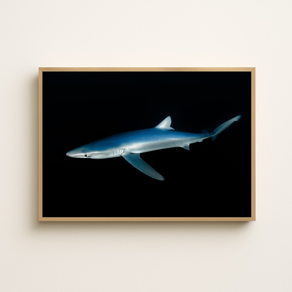 Blauhai 4.0 (Fine Art Print 30x45cm)