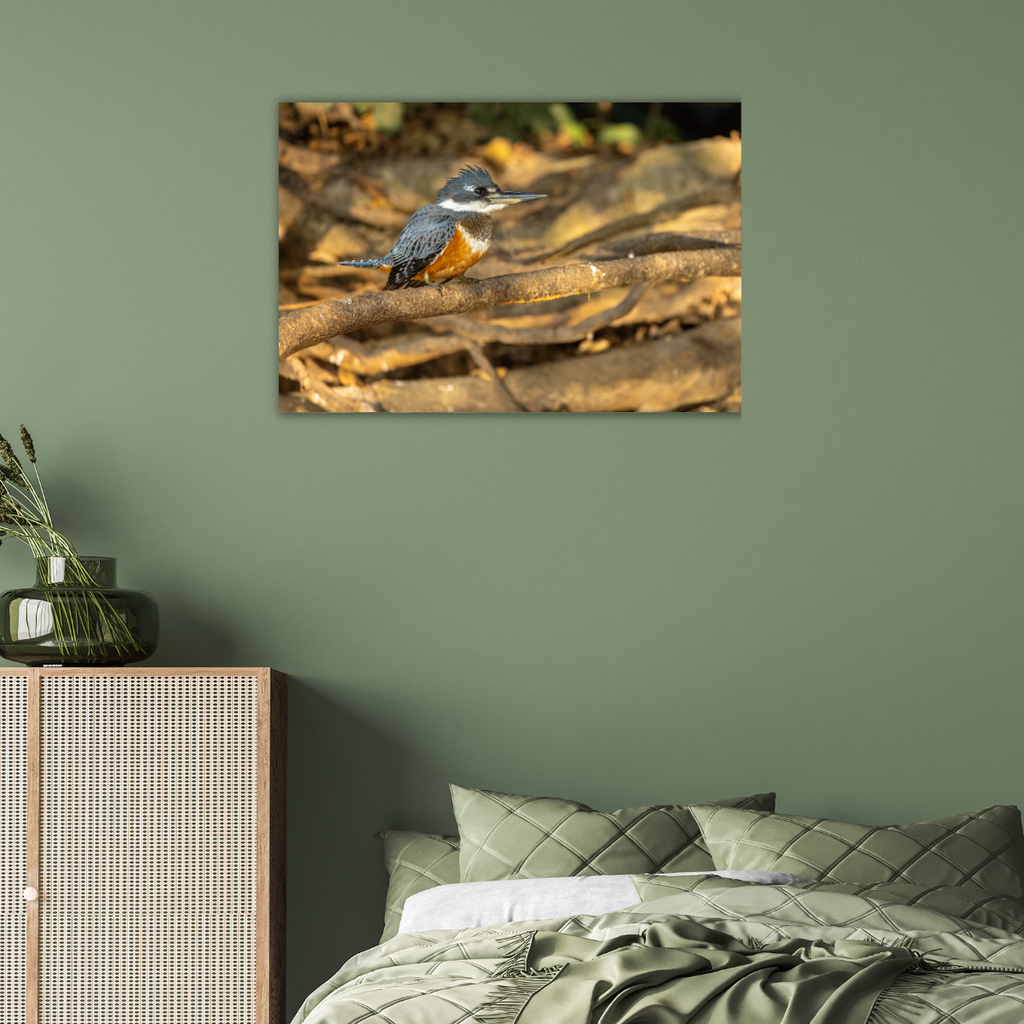 Kingfisher (Leinwandprint 60x90cm)