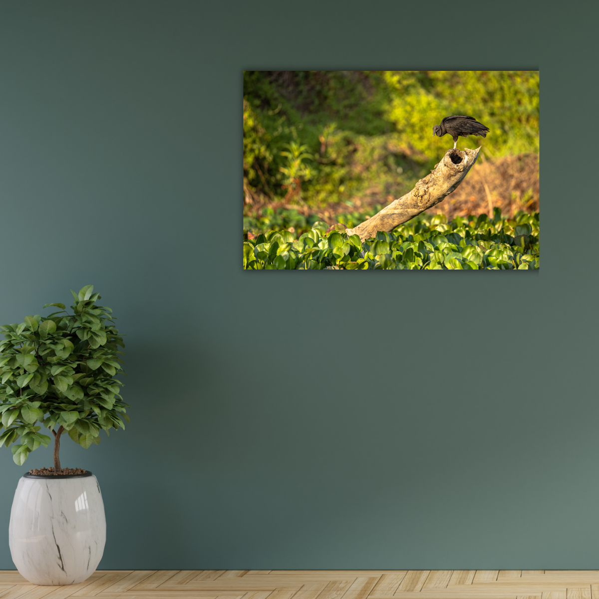 Rabengeier (Leinwandprint 60x90cm)