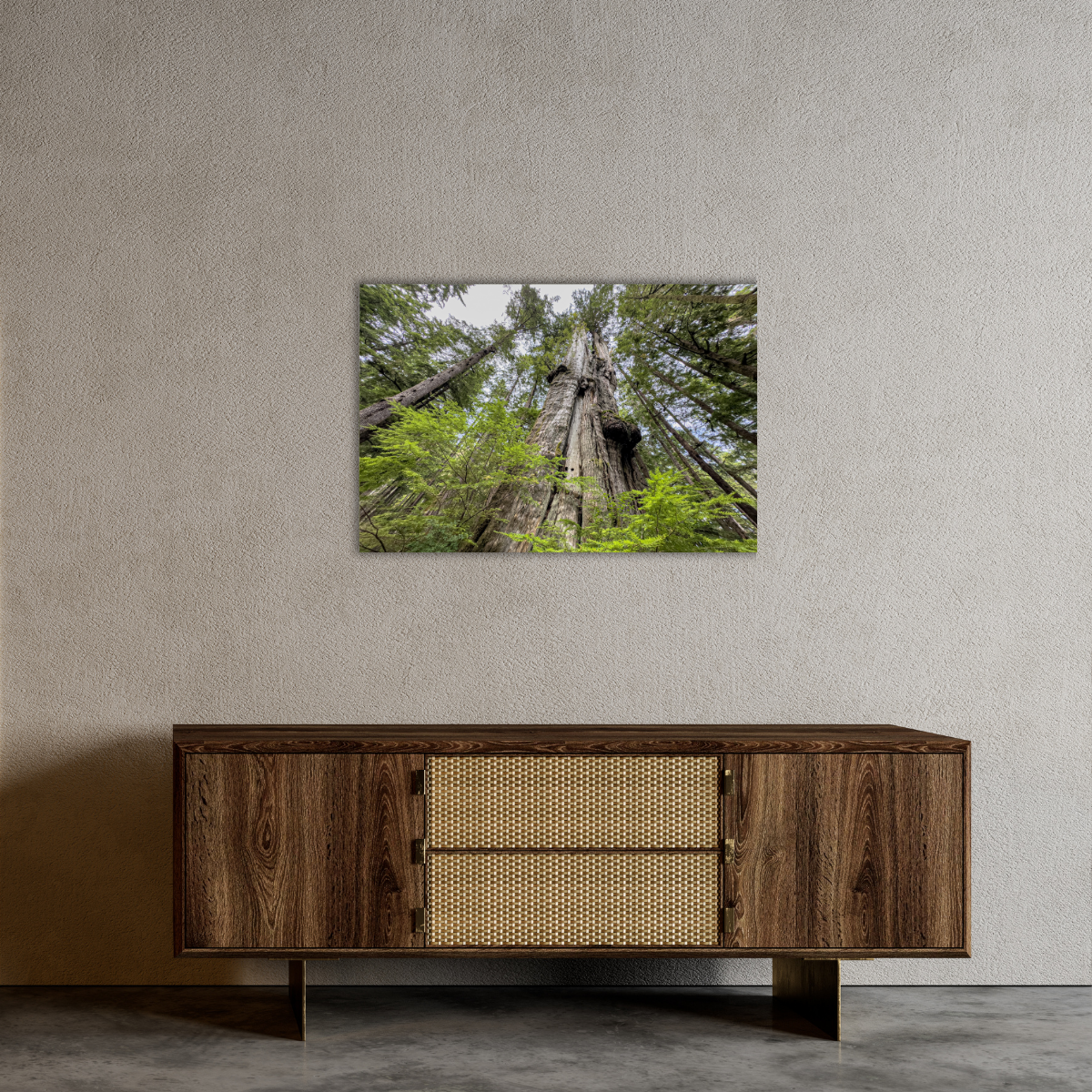 Riesen-Lebensbaum (Leinwandprint 60x90cm)