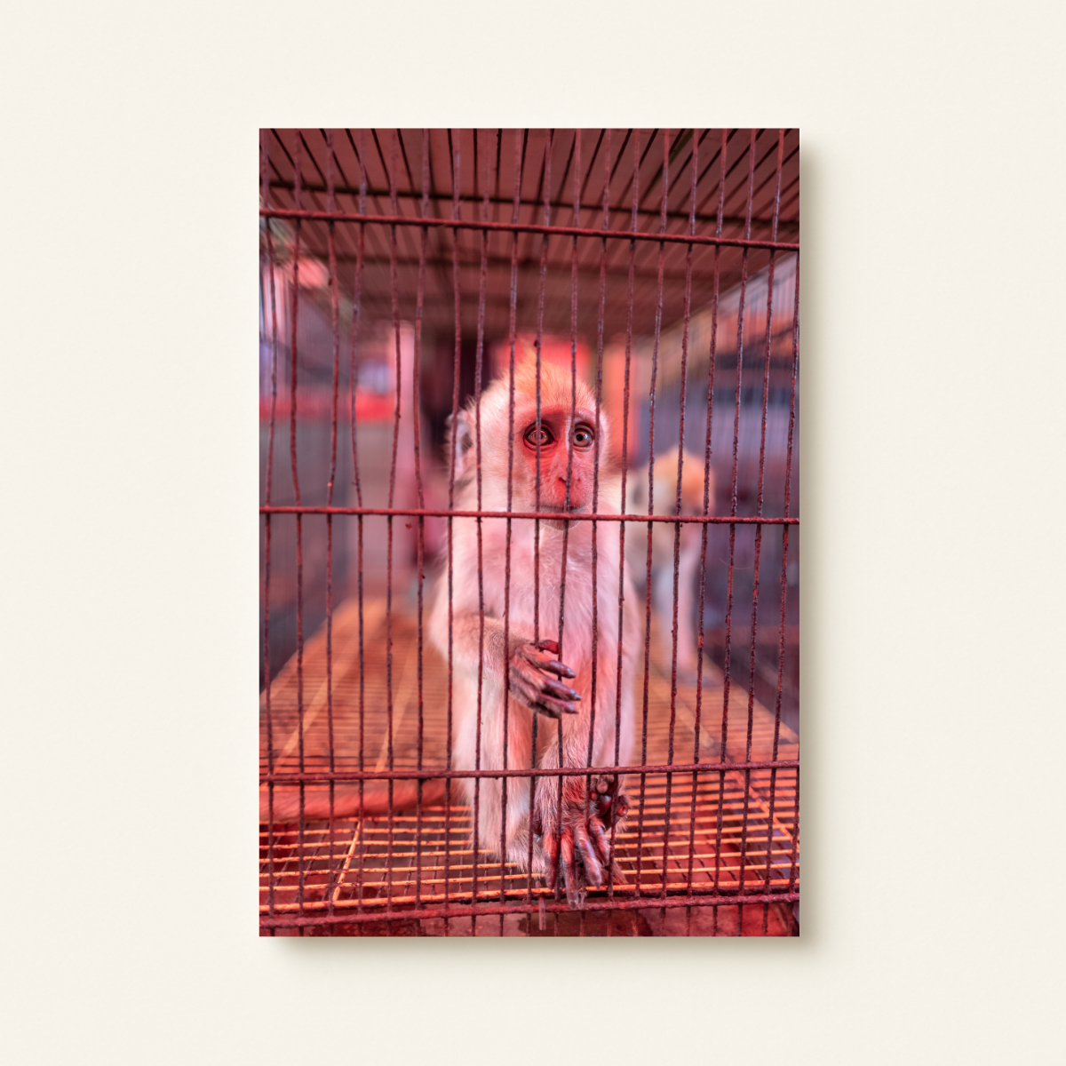 Wildtierhandel 6.0 (Leinwandprint 60x90cm)