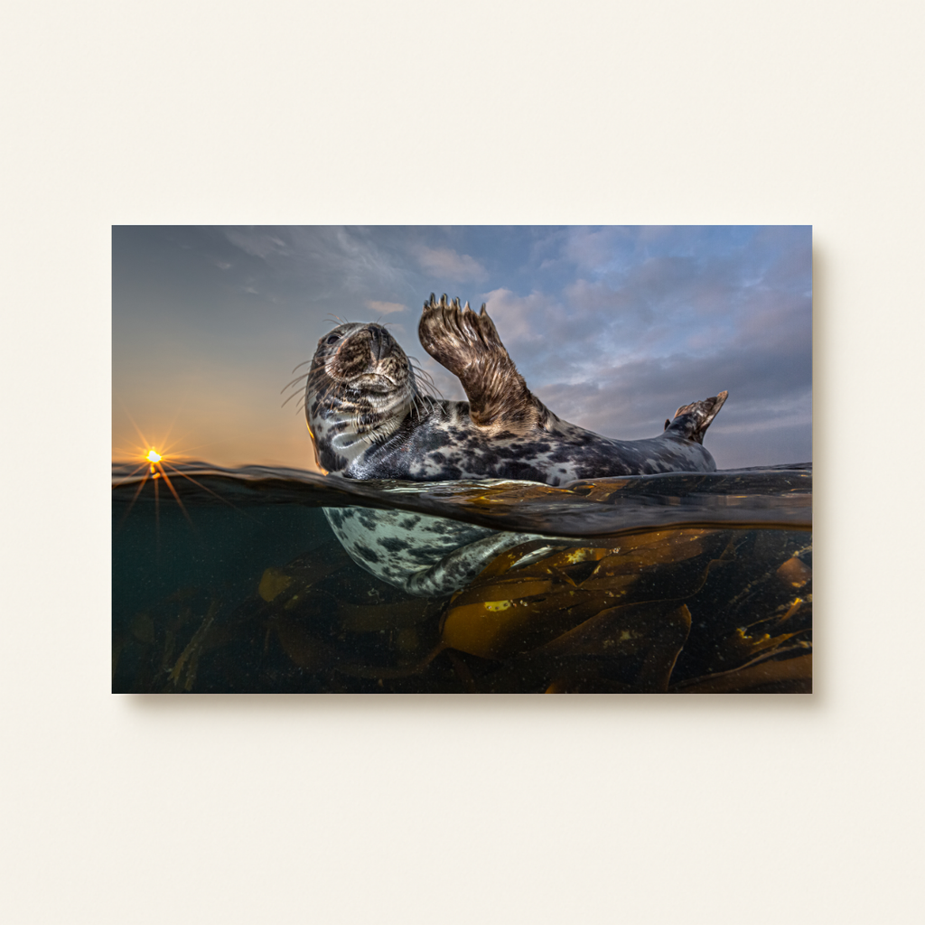 Winkende Robbe (Leinwandprint 60x90cm)