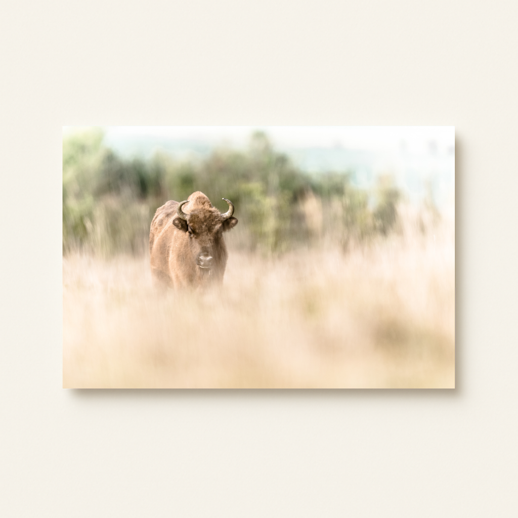 Wisent (Leinwandprint 60x90cm)