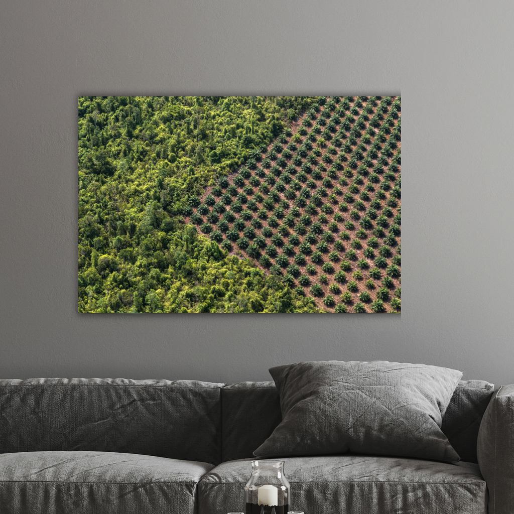 Palmöl-Plantage (Leinwandprint 60x90cm)