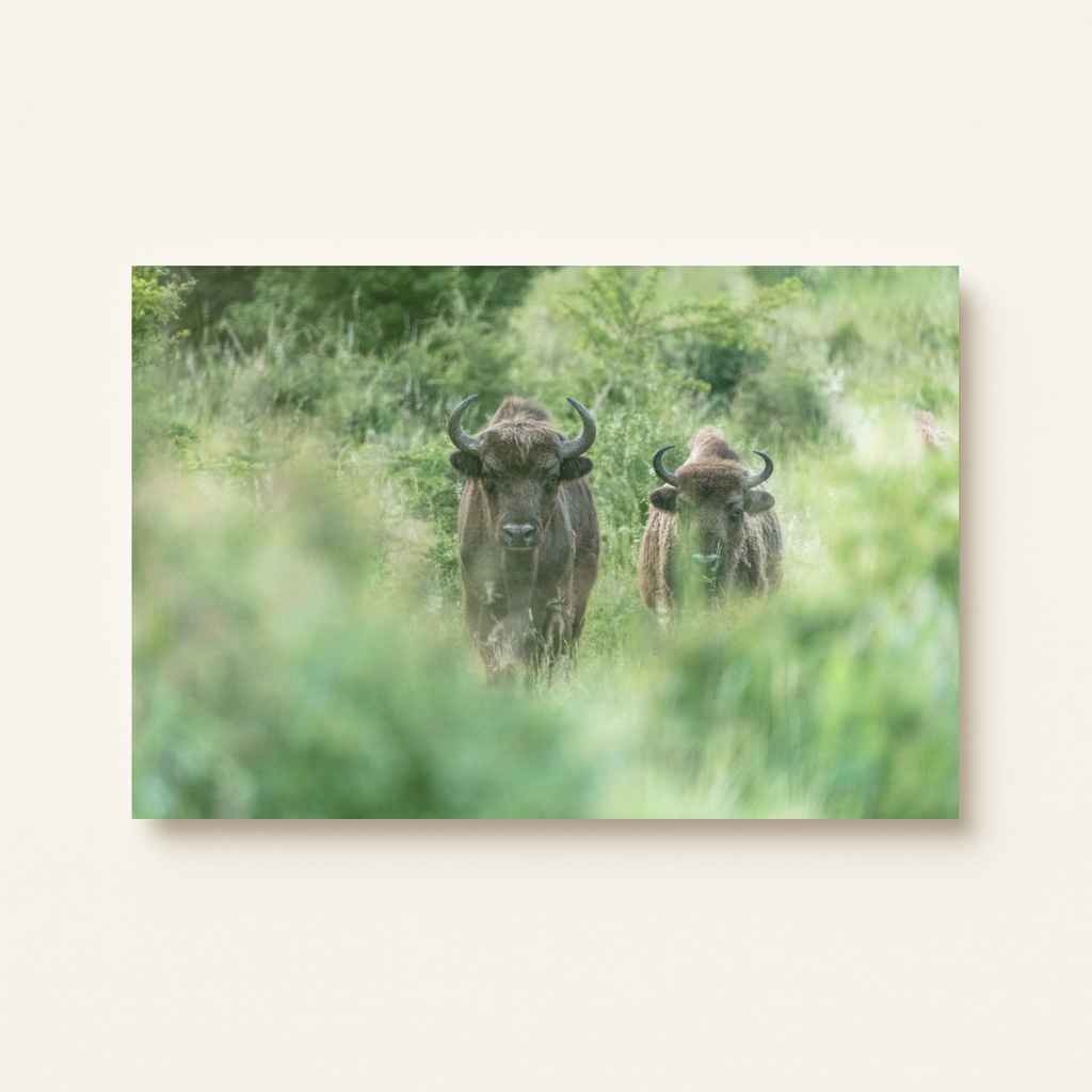 Wisent 2.0 (Leinwandprint 60x90cm)
