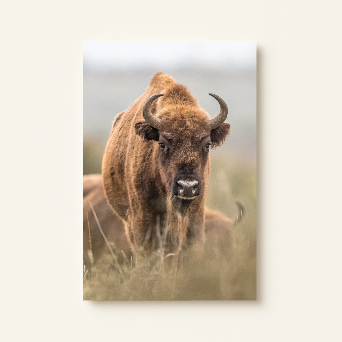 Wisent 3.0 (Leinwandprint 90x60cm)