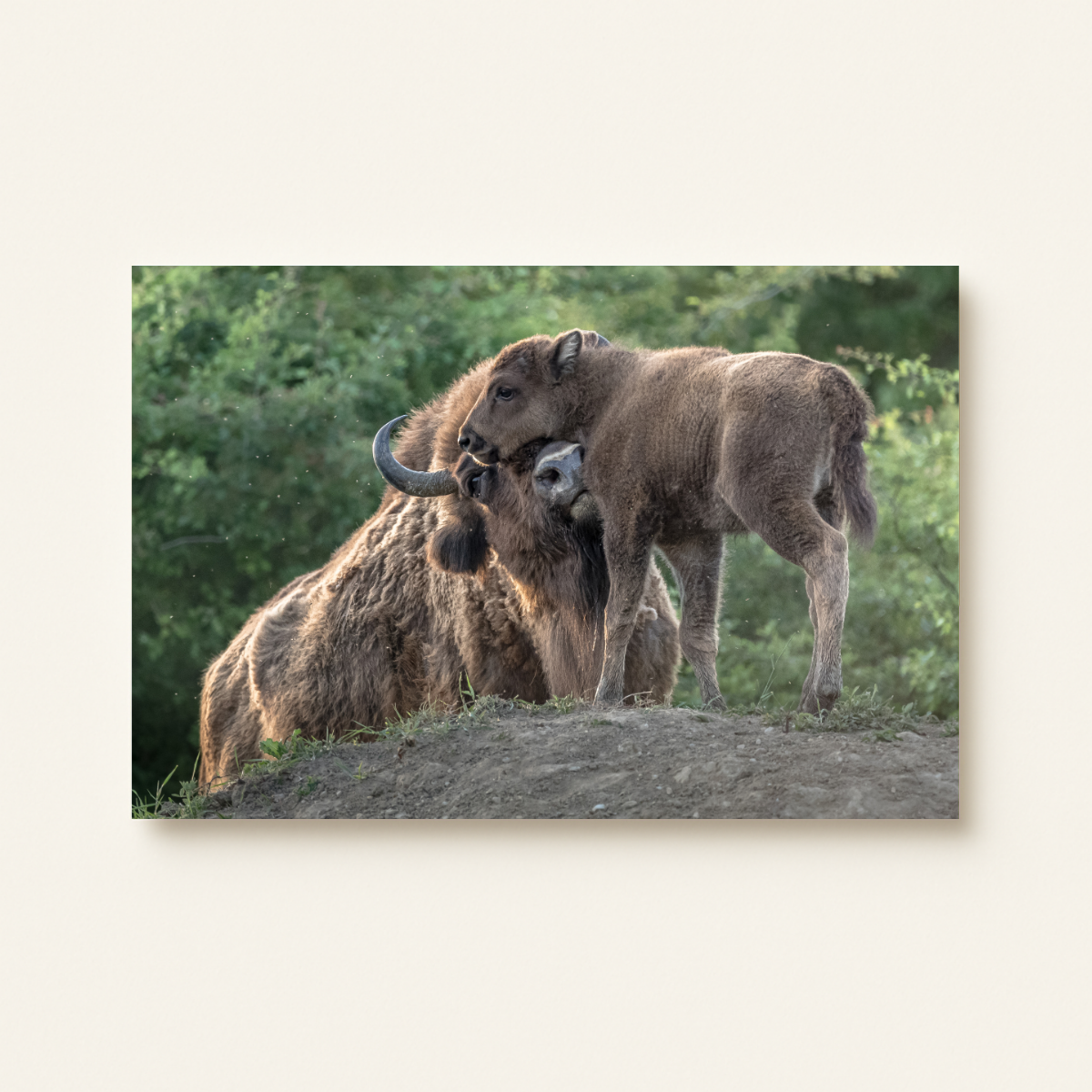 Wisent 4.0 (Leinwandprint 60x90cm)
