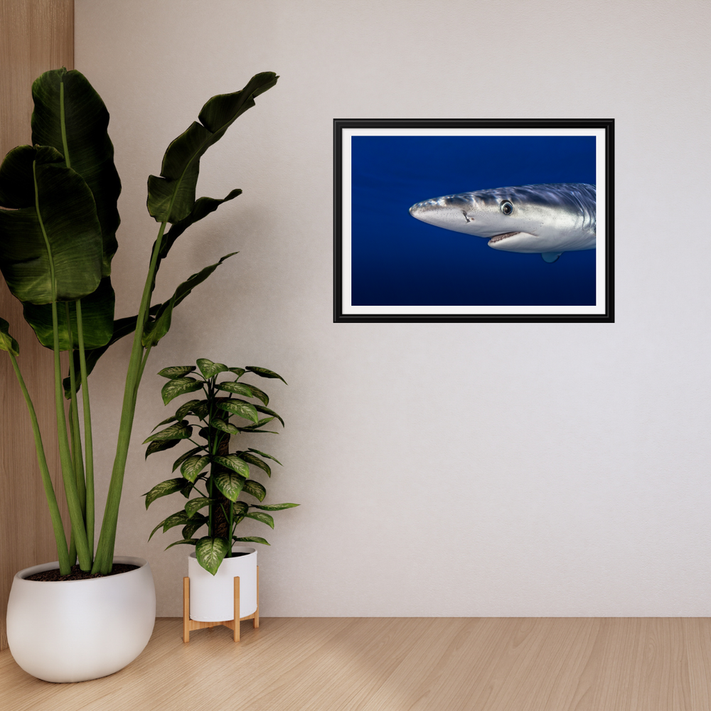 Blauhai 9.0 (Fine Art Print 30x45cm)