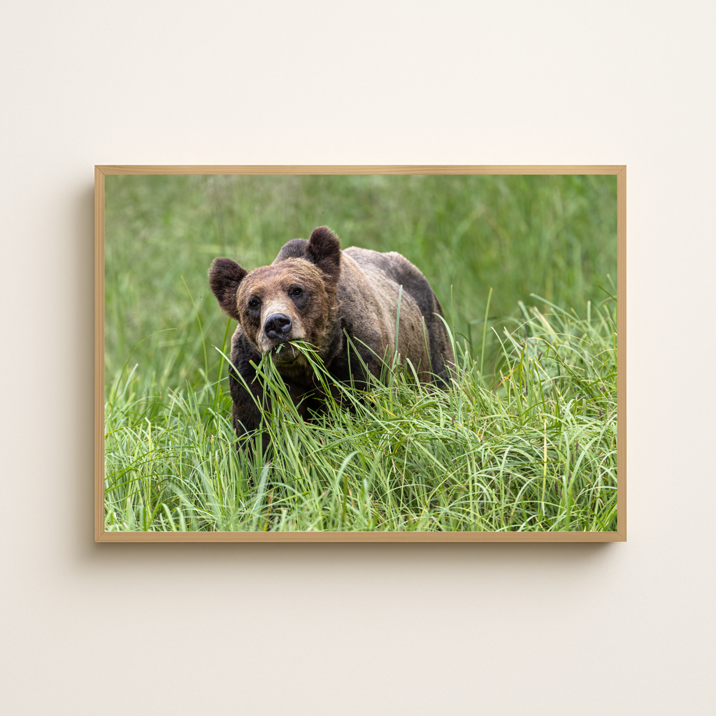 Grizzlybär (Fine Art Print 30x45cm)
