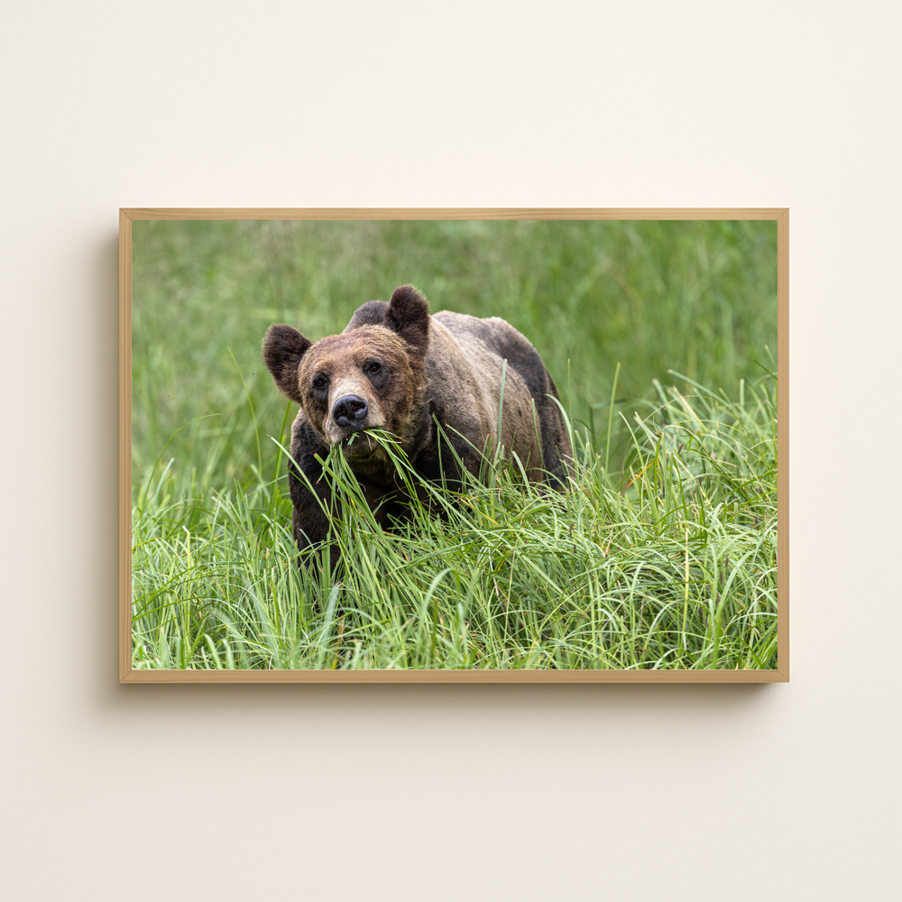 Grizzlybär (Fine Art Print 30x45cm)