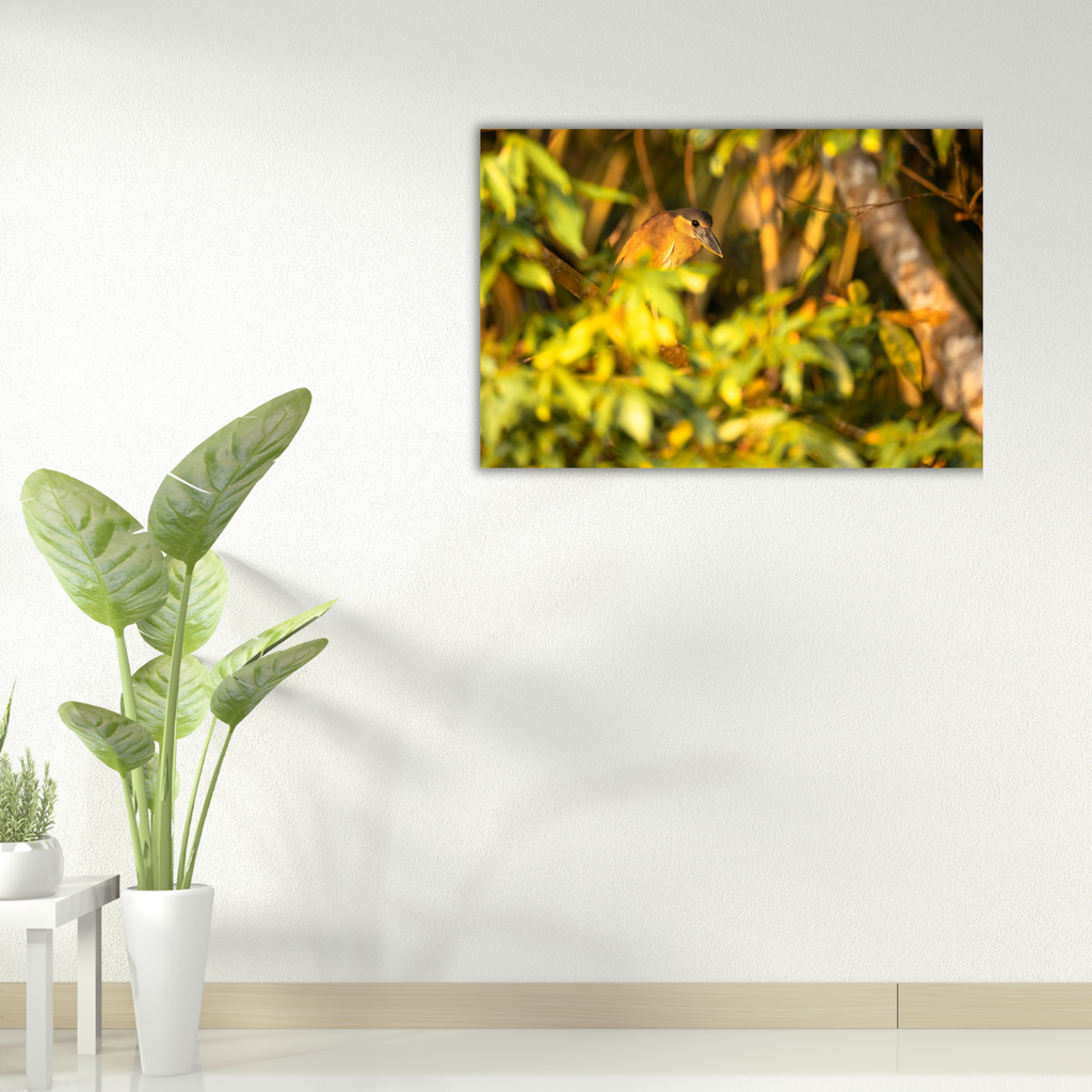 Kahnschnabelreiher (Leinwandprint 60x90cm)