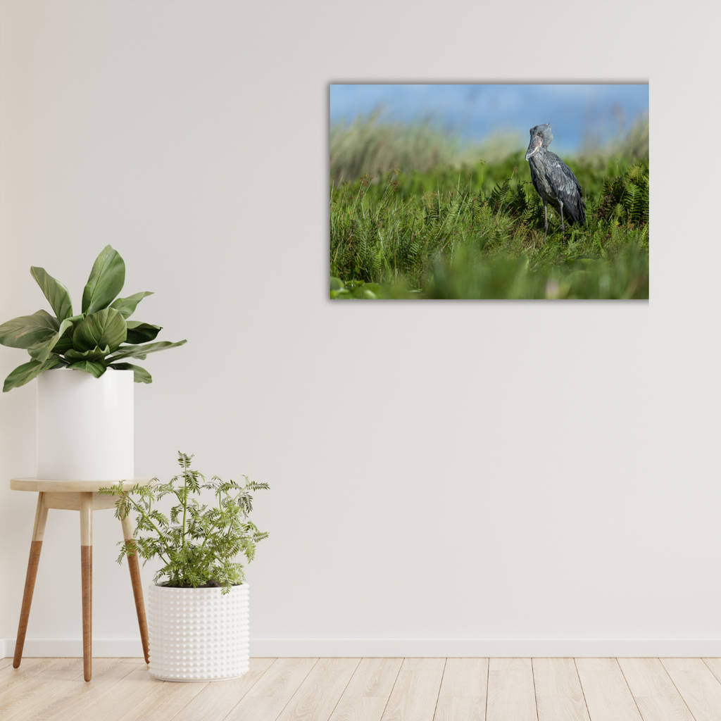 Schuhschnabel 3.0 (Leinwandprint 60x90cm)