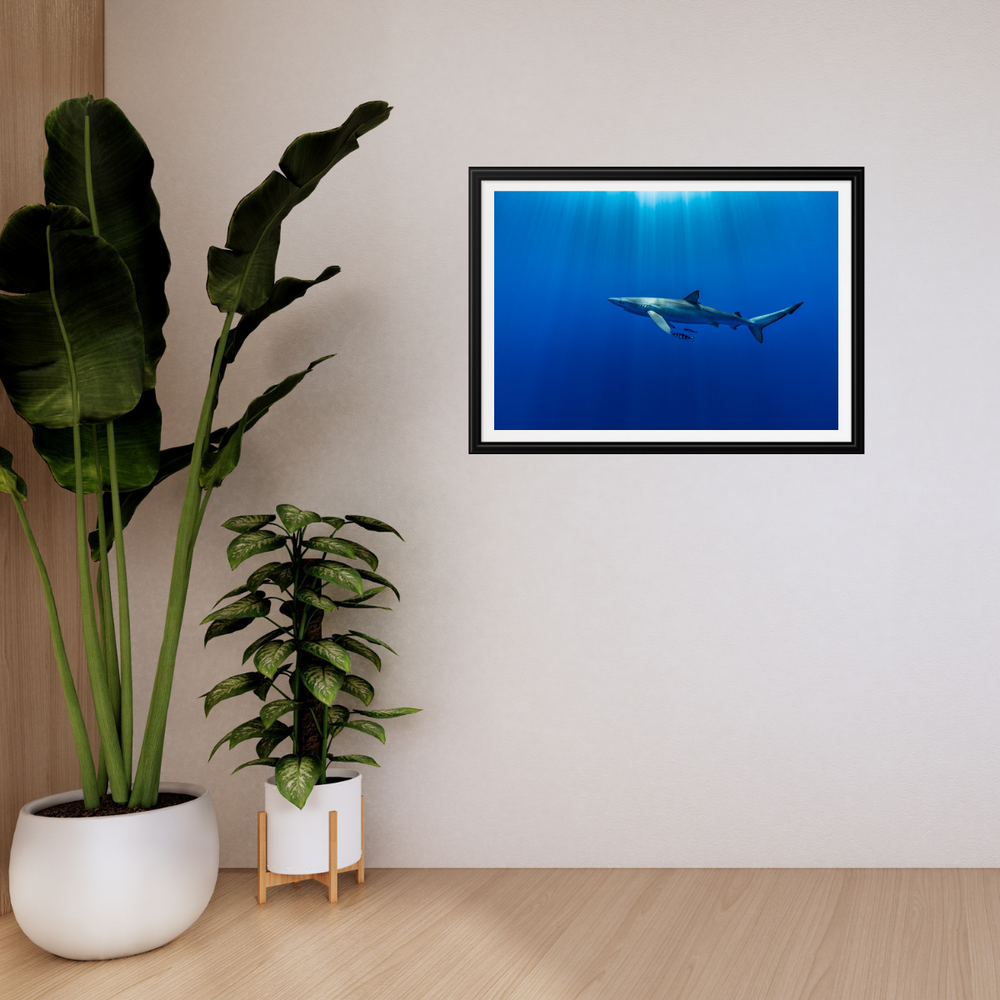 Blauhai 11.0 (Fine Art Print 30x45cm)