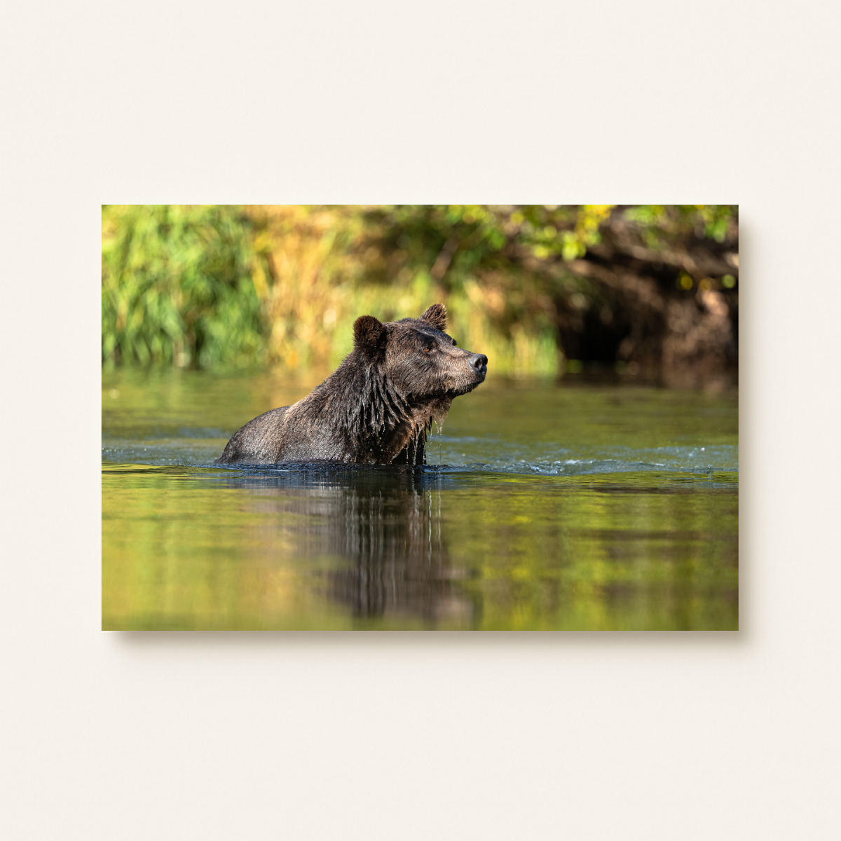 Bär (Leinwandprint 60x90cm)