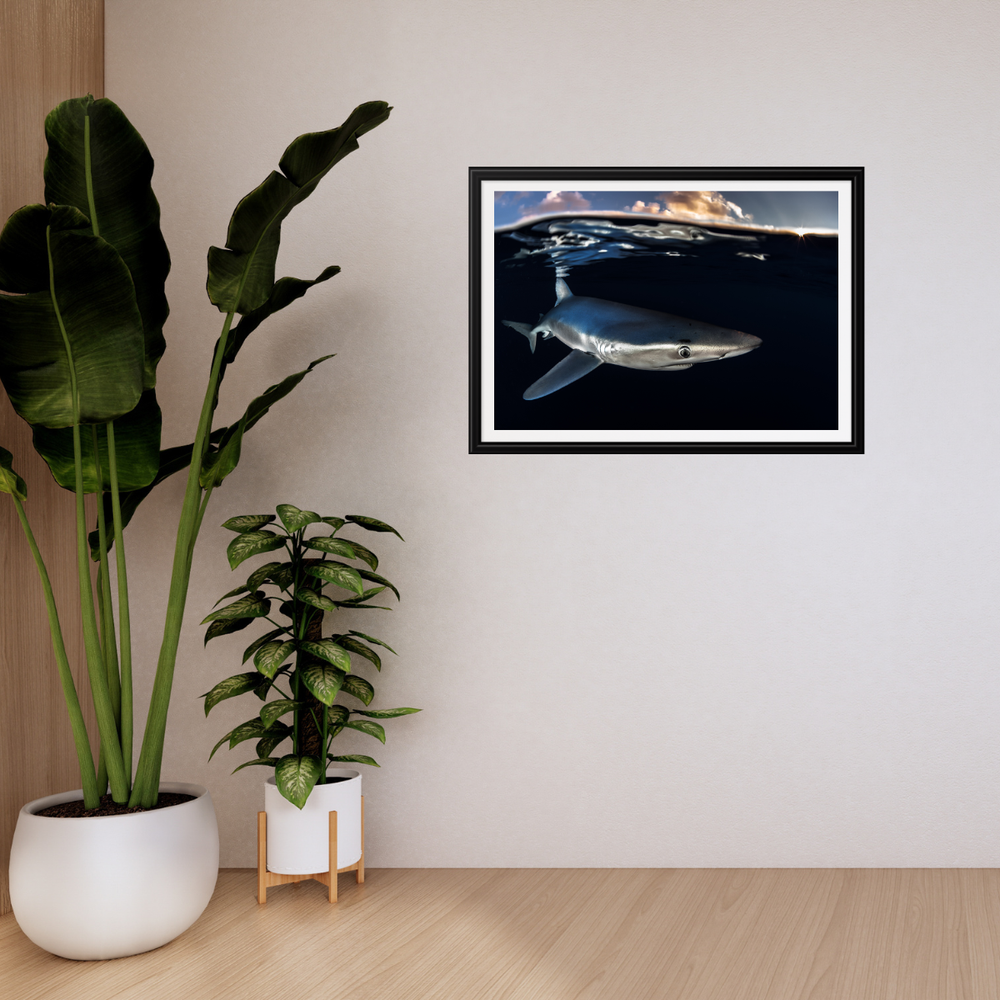 Blauhai 8.0 (Fine Art Print 30x45cm)