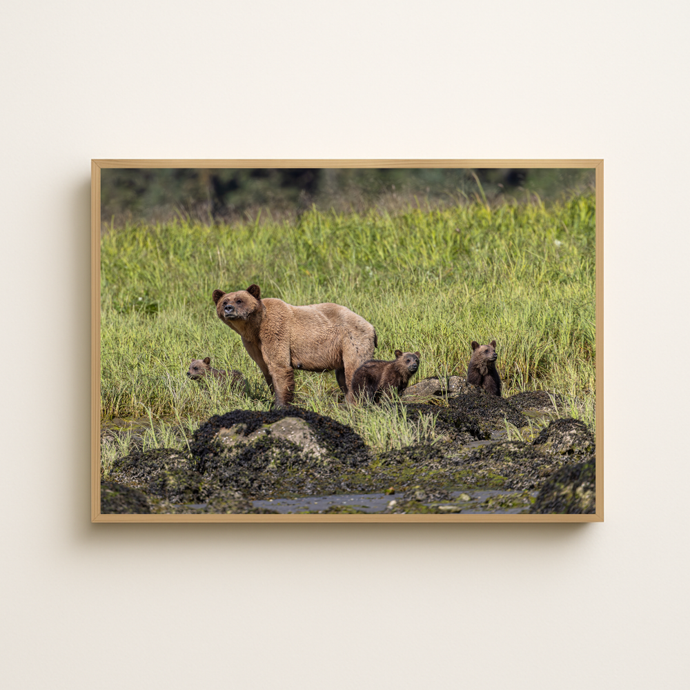 Bärenfamilie (Fine Art Print 30x45cm)