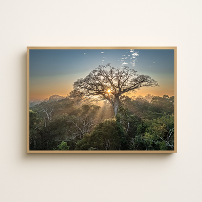 Peru Baum (Fine Art Print 30x45cm)