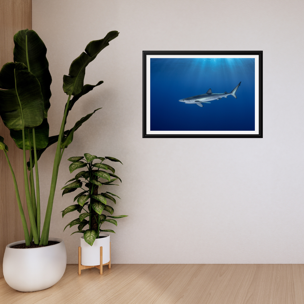 Blauhai 7.0 (Fine Art Print 30x45cm)