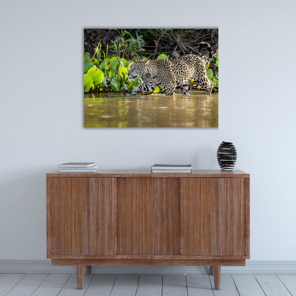 Jaguar (Leinwandprint 60x90cm)