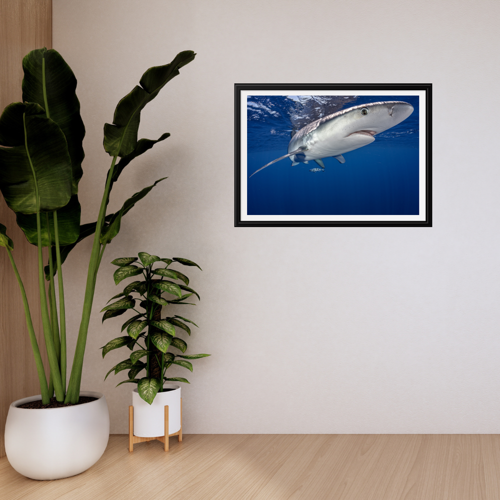 Blauhai 12.0 (Fine Art Print 30x45cm)