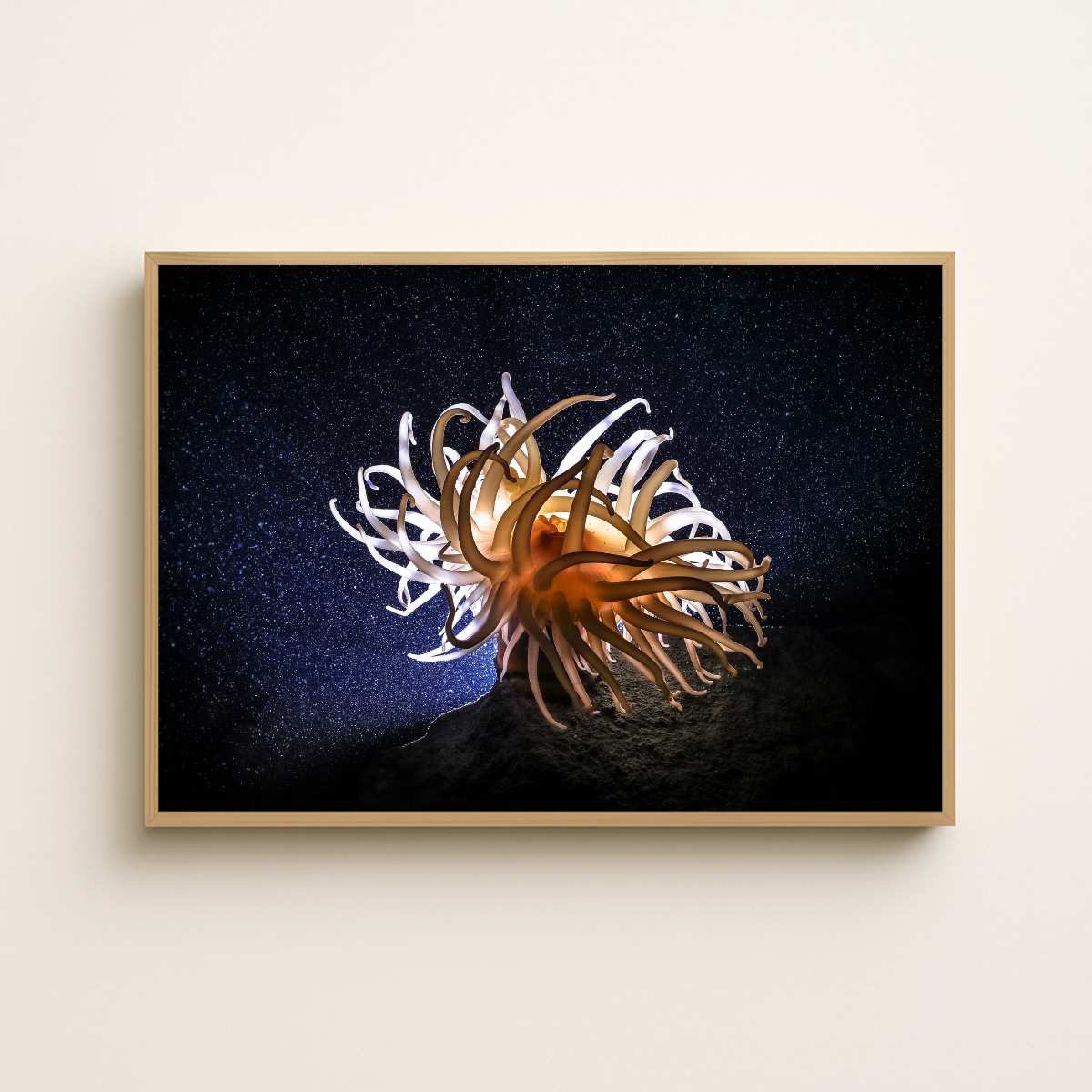 Anemone (Fine Art Print 30x45cm)
