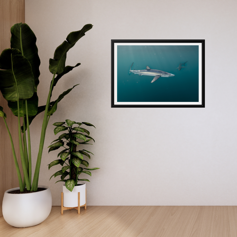 Blauhai 5.0 (Fine Art Print 30x45cm)