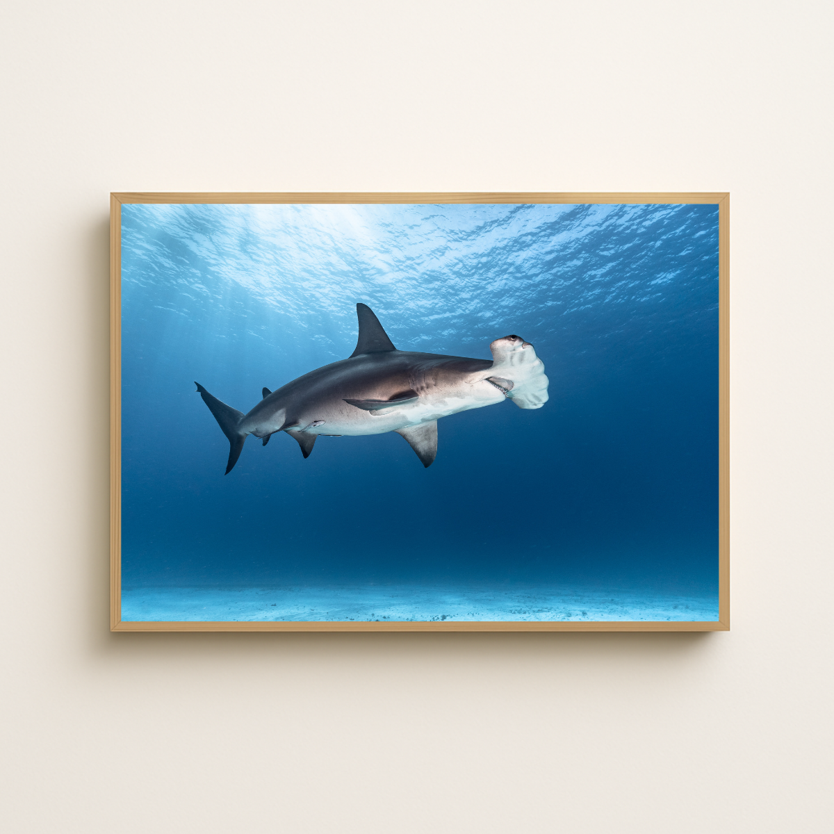 Großer Hammerhai (Fine Art Print 30x45cm)