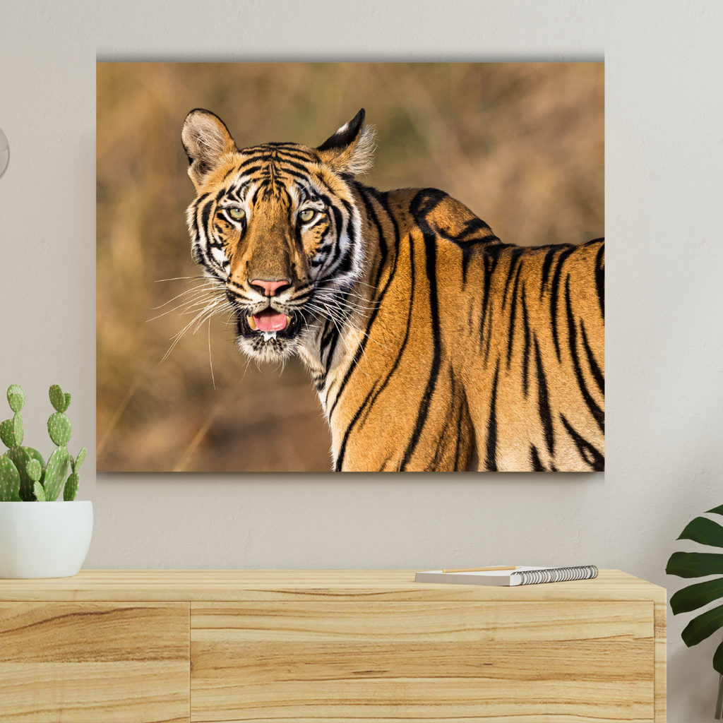 Königstiger (Leinwandprint 60x90cm)