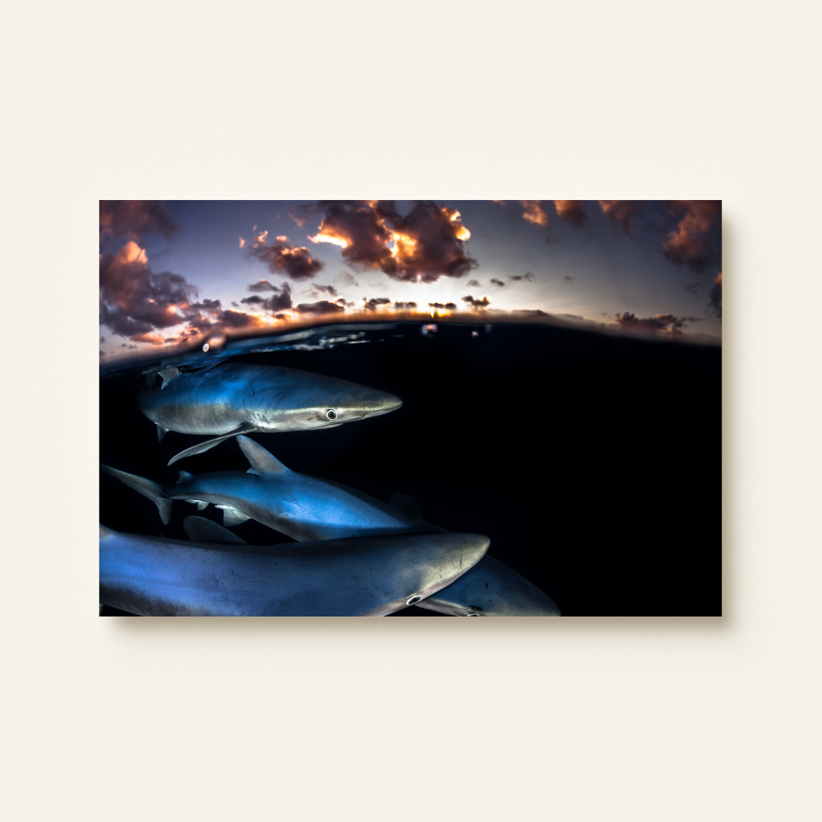 Blauhai 10.0 (Leinwandprint 60x90cm)