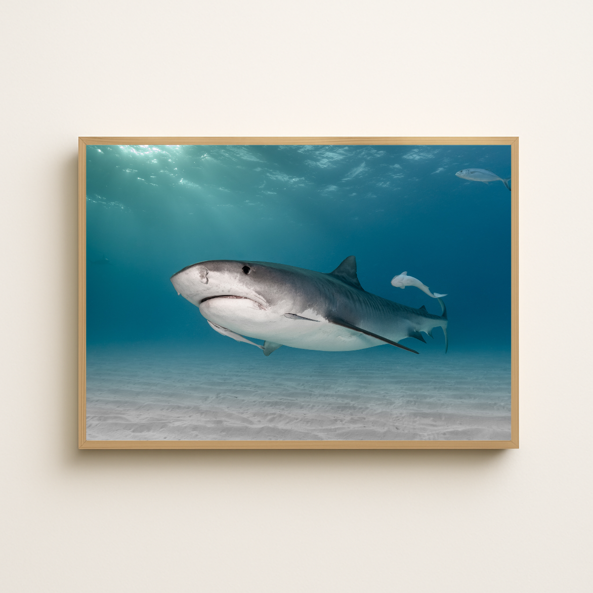 Tigerhai (Fine Art Print 30x45cm)